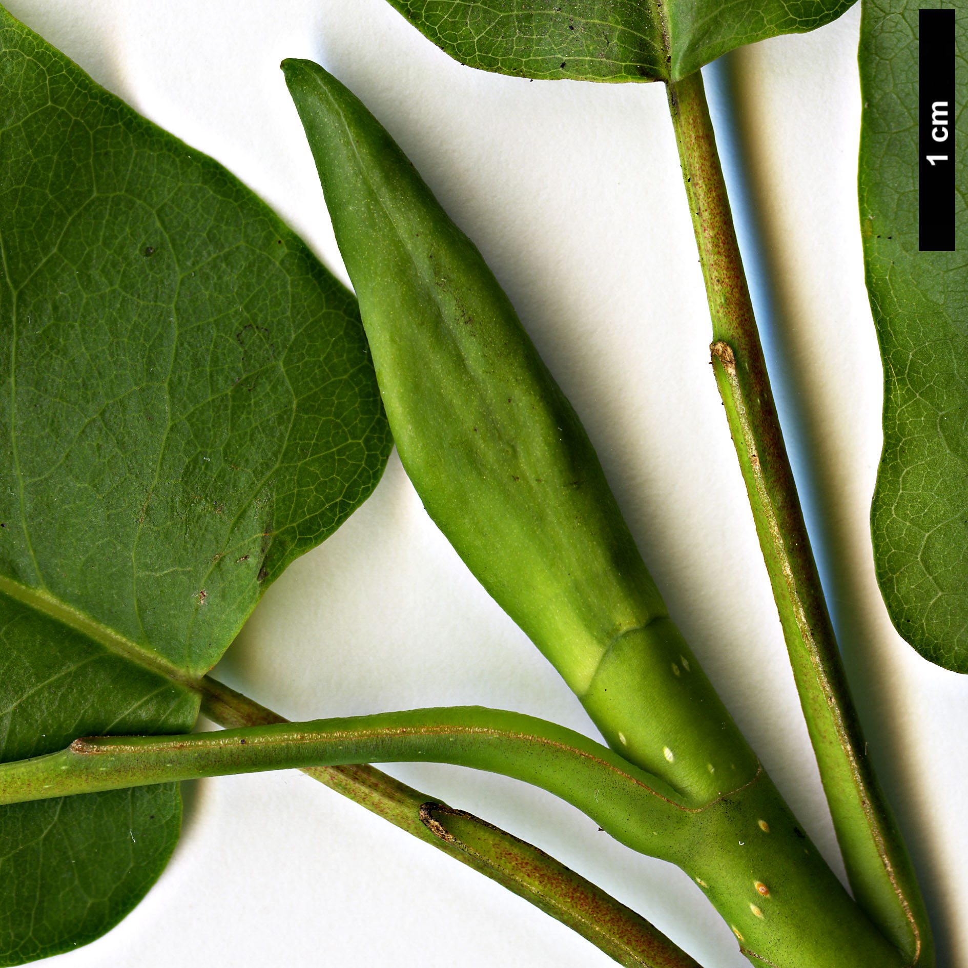 High resolution image: Family: Magnoliaceae - Genus: Magnolia - Taxon: fraseri - SpeciesSub: var. pyramidata High resolution image: Family: Magnoliaceae - Genus: Magnolia - Taxon: fraseri - SpeciesSub: var. pyramidata